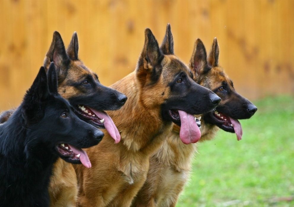 security dogs in cumba farms