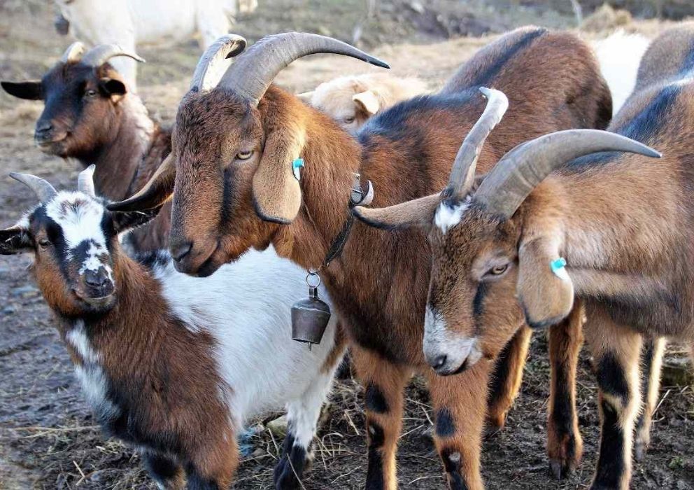 goats in cumba farms